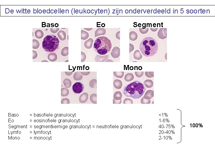 De witte bloedcellen (leukocyten) zijn onderverdeeld in 5 soorten Baso Eo Lymfo Baso Eo