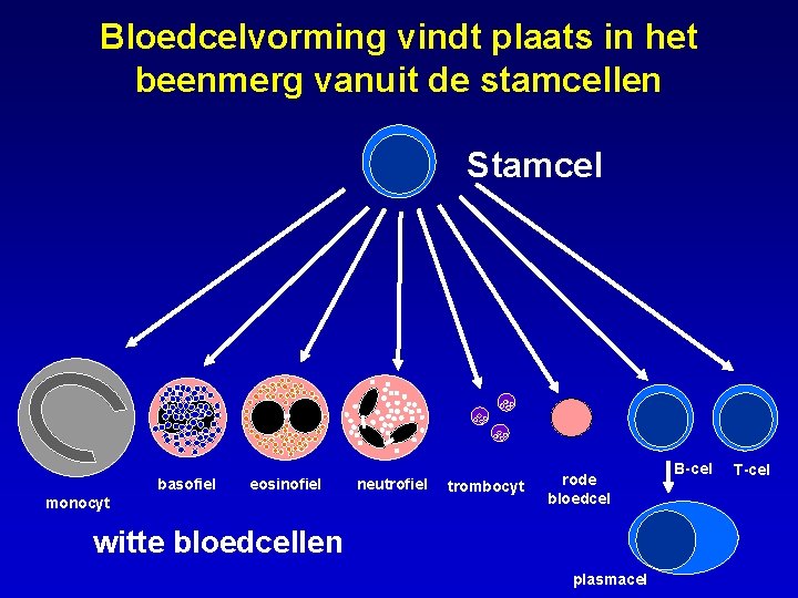 Bloedcelvorming vindt plaats in het beenmerg vanuit de stamcellen Stamcel basofiel eosinofiel monocyt neutrofiel