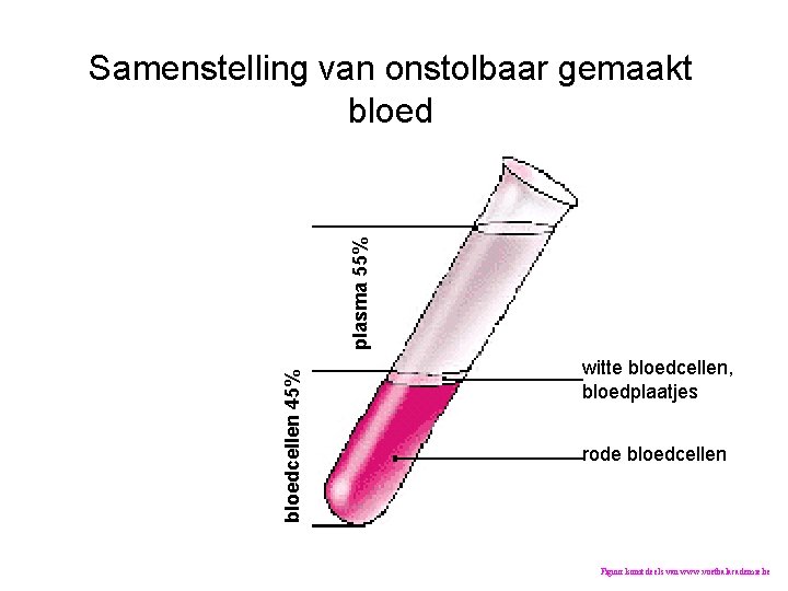 bloedcellen 45% plasma 55% Samenstelling van onstolbaar gemaakt bloed Afd Hematologie; www. hematologiegroningen. nl