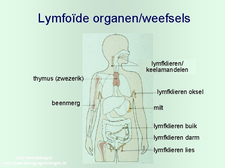 Lymfoïde organen/weefsels lymfklieren/ keelamandelen thymus (zwezerik) lymfklieren oksel beenmerg milt lymfklieren buik lymfklieren darm