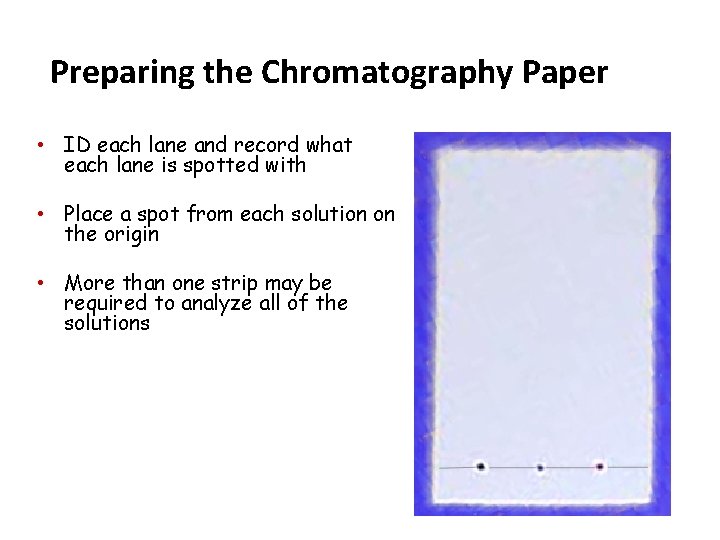 Preparing the Chromatography Paper • ID each lane and record what each lane is Preparing the Chromatography Paper • ID each lane and record what each lane is