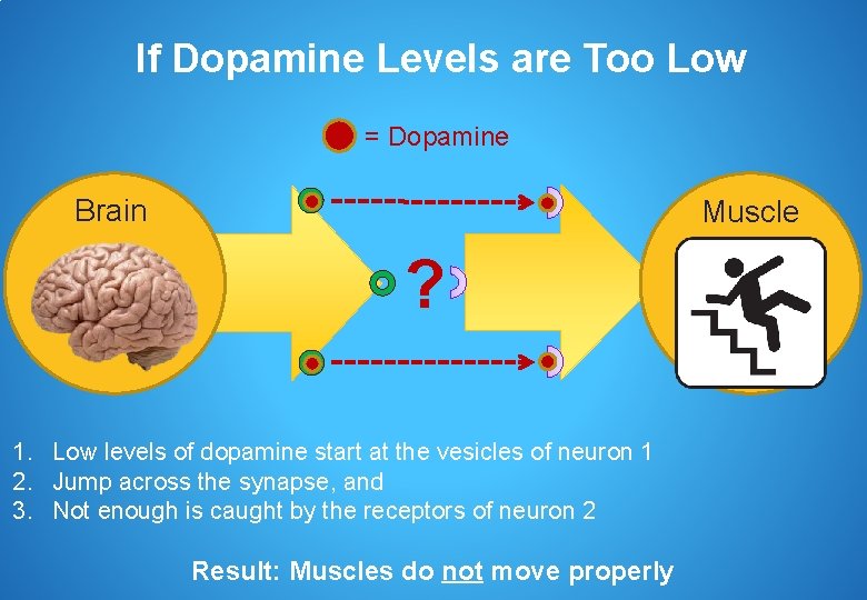If Dopamine Levels are Too Low = Dopamine Brain Muscle ? 1. Low levels
