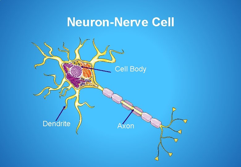 Neuron-Nerve Cell Body Dendrite Axon 