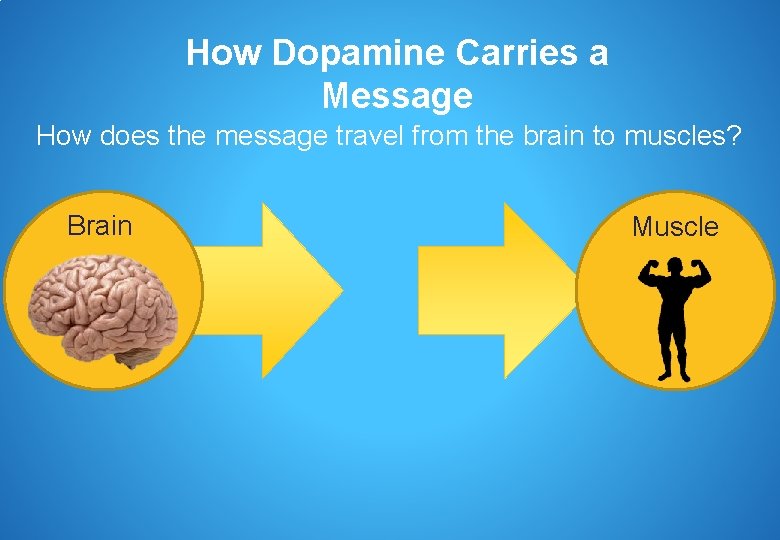 How Dopamine Carries a Message How does the message travel from the brain to