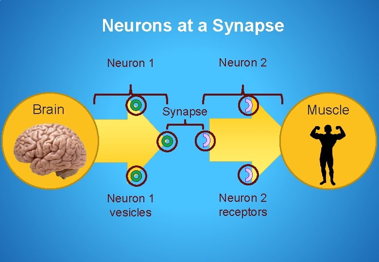 Neurons at a Synapse Neuron 2 Neuron 1 Brain Muscle Synapse Neuron 1 vesicles
