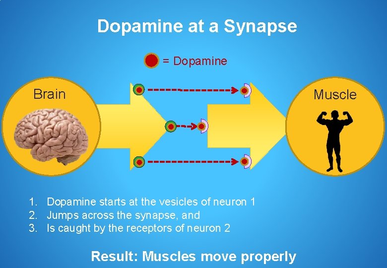 Dopamine at a Synapse = Dopamine Brain Muscle 1. Dopamine starts at the vesicles