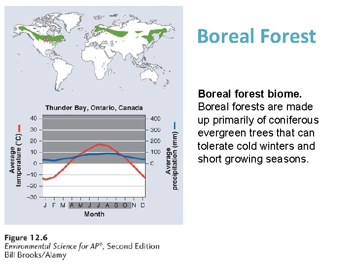 Boreal Forest Boreal forest biome. Boreal forests are made up primarily of coniferous evergreen