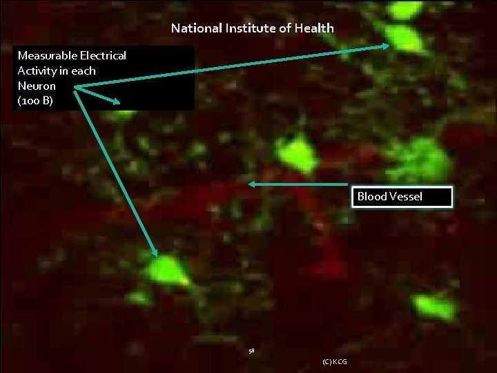 National Institute of Health Measurable Electrical Activity in each Neuron (100 B) Blood Vessel