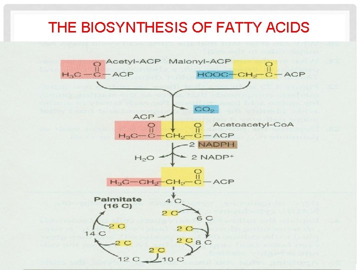 THE BIOSYNTHESIS OF FATTY ACIDS 