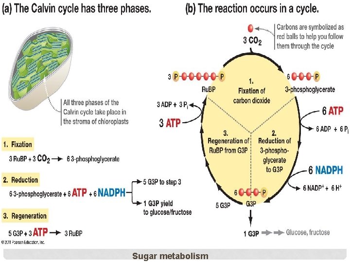 Sugar metabolism 