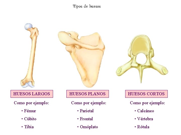 Tipos de huesos HUESOS LARGOS HUESOS PLANOS HUESOS CORTOS Como por ejemplo: • Fémur