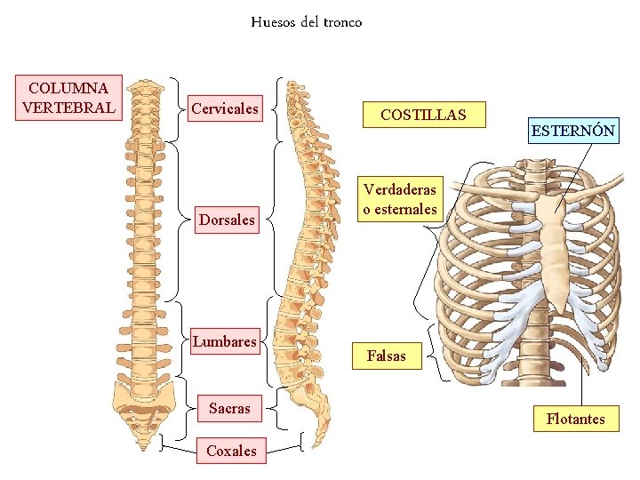 Huesos del tronco COLUMNA VERTEBRAL Cervicales Dorsales Lumbares Sacras Coxales COSTILLAS ESTERNÓN Verdaderas o
