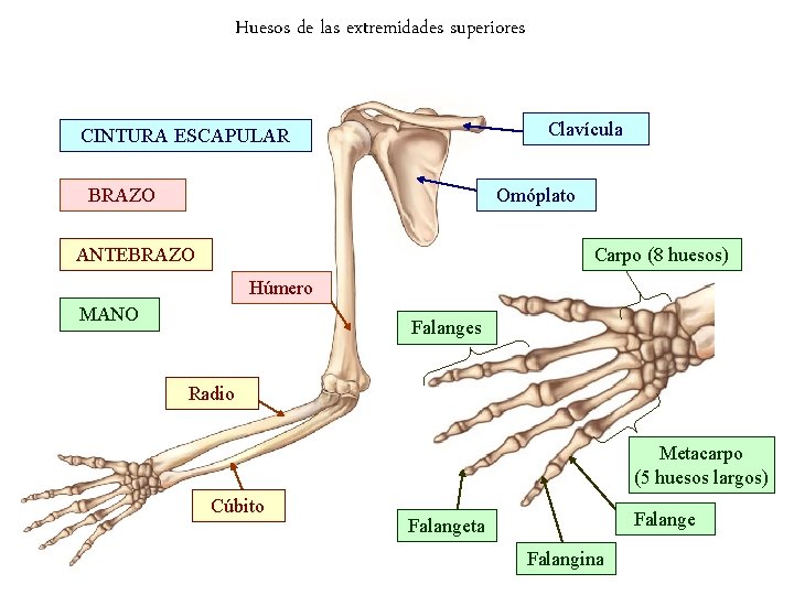 Huesos de las extremidades superiores Clavícula CINTURA ESCAPULAR Omóplato BRAZO Carpo (8 huesos) ANTEBRAZO