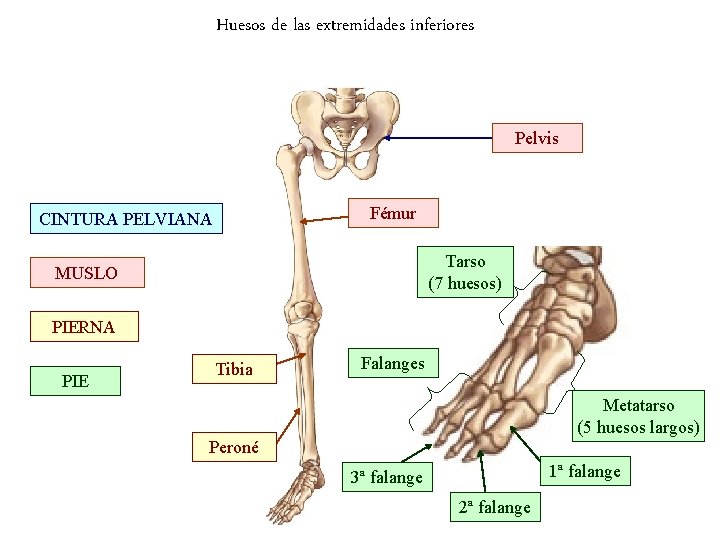 Huesos de las extremidades inferiores Pelvis Fémur CINTURA PELVIANA Tarso (7 huesos) MUSLO PIERNA