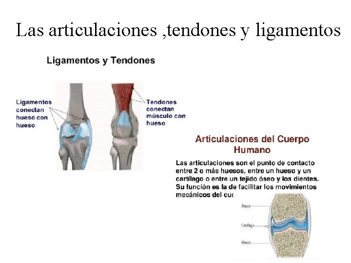 Las articulaciones , tendones y ligamentos 