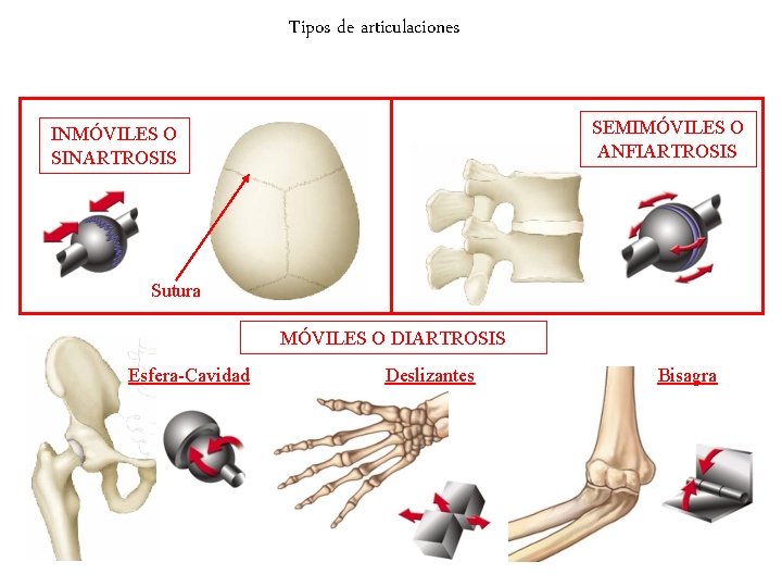 Tipos de articulaciones SEMIMÓVILES O ANFIARTROSIS INMÓVILES O SINARTROSIS Sutura MÓVILES O DIARTROSIS Esfera-Cavidad