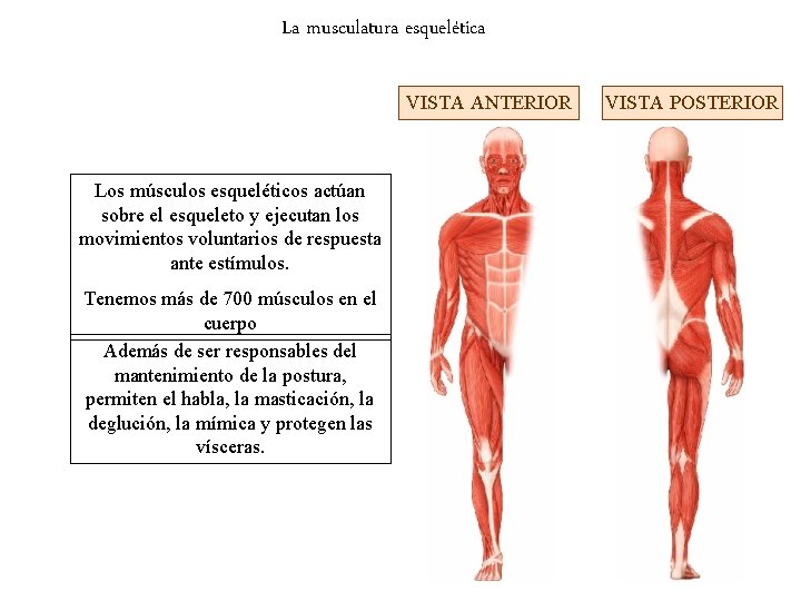 La musculatura esquelética VISTA ANTERIOR Los músculos esqueléticos actúan sobre el esqueleto y ejecutan
