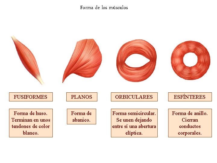 Forma de los músculos FUSIFORMES PLANOS ORBICULARES ESFÍNTERES Forma de huso. Terminan en unos