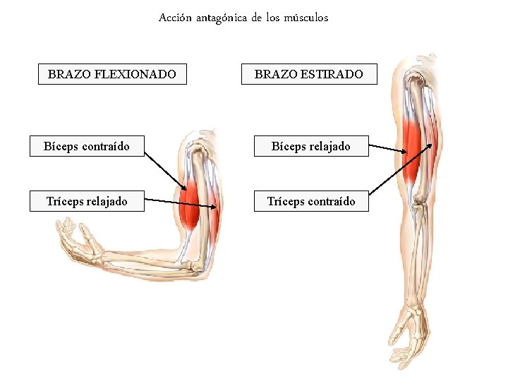 Acción antagónica de los músculos BRAZO FLEXIONADO BRAZO ESTIRADO Bíceps contraído Bíceps relajado Tríceps