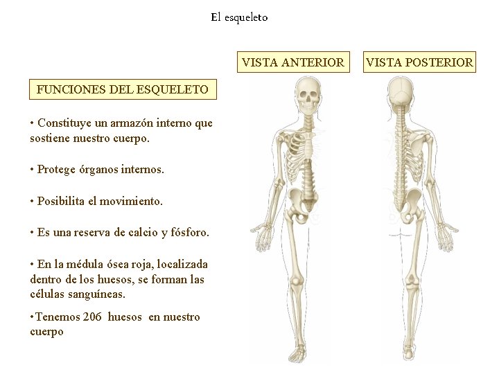 El esqueleto VISTA ANTERIOR FUNCIONES DEL ESQUELETO • Constituye un armazón interno que sostiene