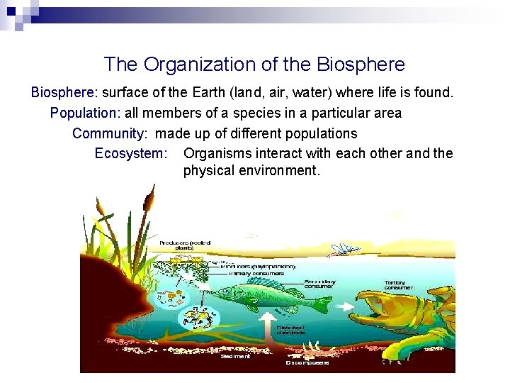 The Organization of the Biosphere: surface of the Earth (land, air, water) where life