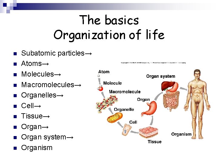 The basics Organization of life n n n n n Subatomic particles→ Atoms→ Molecules→