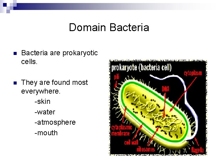 Domain Bacteria are prokaryotic cells. n They are found most everywhere. -skin -water -atmosphere