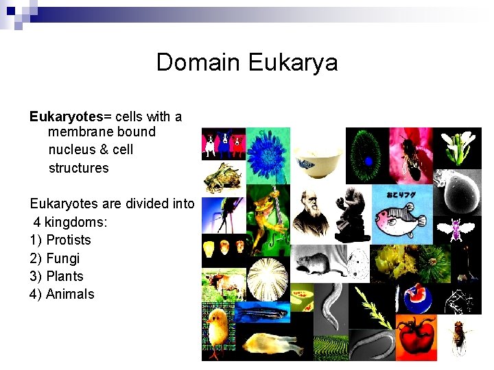 Domain Eukarya Eukaryotes= cells with a membrane bound nucleus & cell structures Eukaryotes are