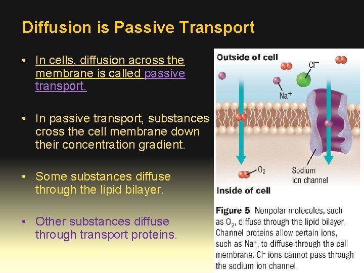 Diffusion is Passive Transport • In cells, diffusion across the membrane is called passive