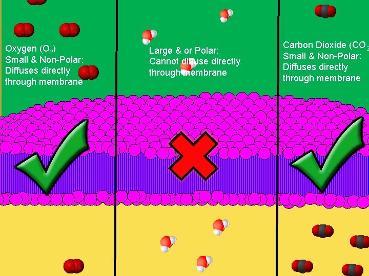 Oxygen (O 2) Small & Non-Polar: Diffuses directly through membrane Large & or Polar: