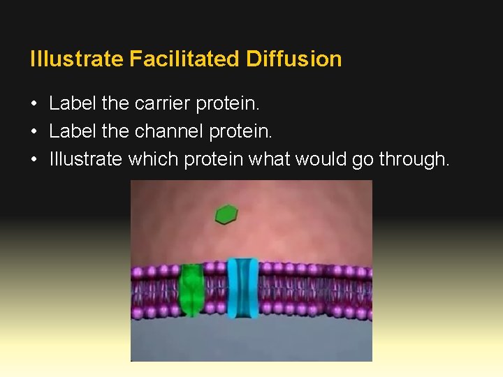 Illustrate Facilitated Diffusion • Label the carrier protein. • Label the channel protein. •