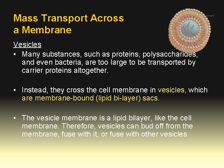 Mass Transport Across a Membrane Vesicles • Many substances, such as proteins, polysaccharides, and