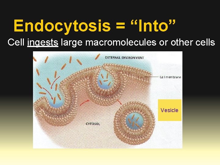 Endocytosis = “Into” Cell ingests large macromolecules or other cells Vesicle 