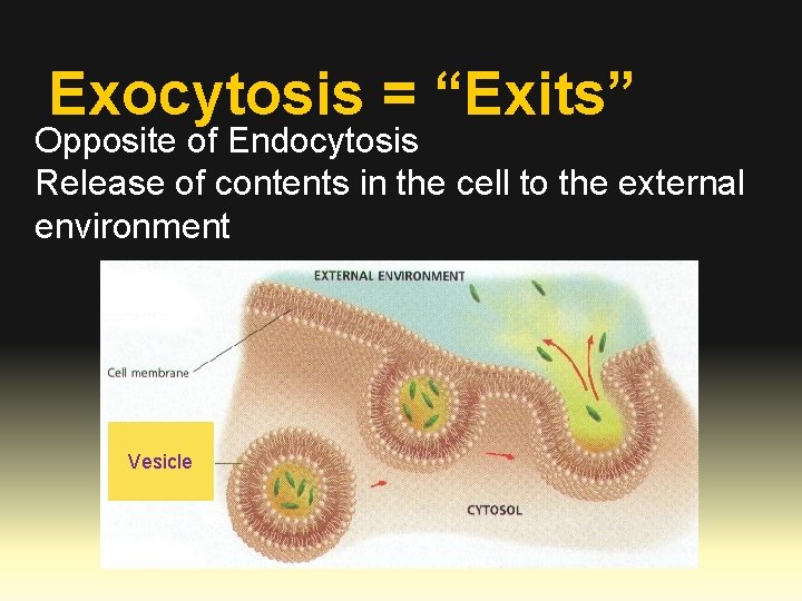 Exocytosis = “Exits” Opposite of Endocytosis Release of contents in the cell to the