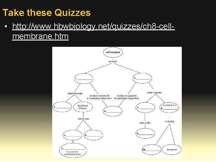 Take these Quizzes • http: //www. hbwbiology. net/quizzes/ch 8 -cellmembrane. htm 