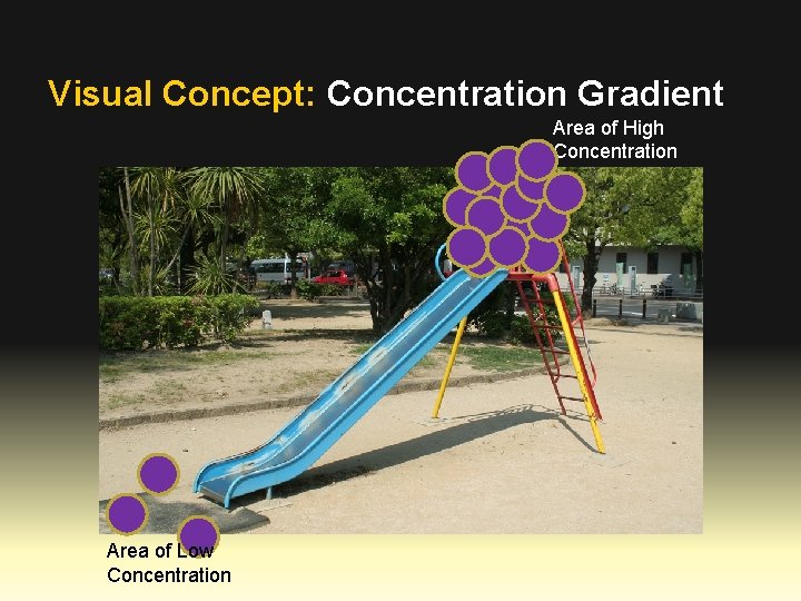 Visual Concept: Concentration Gradient Area of High Concentration Area of Low Concentration 