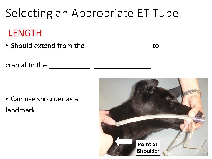 Selecting an Appropriate ET Tube LENGTH • Should extend from the _________ to cranial