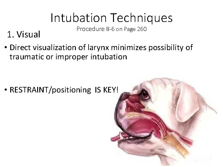 Intubation Techniques 1. Visual Procedure 8 -6 on Page 260 • Direct visualization of