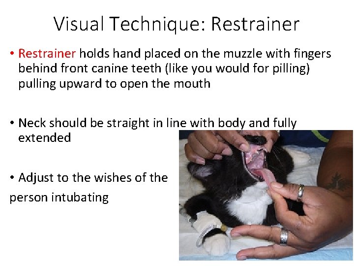 Visual Technique: Restrainer • Restrainer holds hand placed on the muzzle with fingers behind