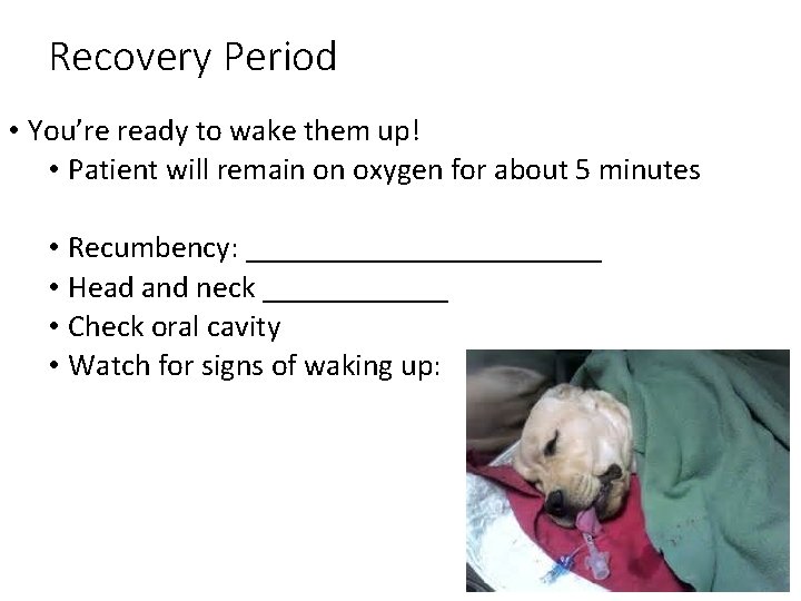 Recovery Period • You’re ready to wake them up! • Patient will remain on