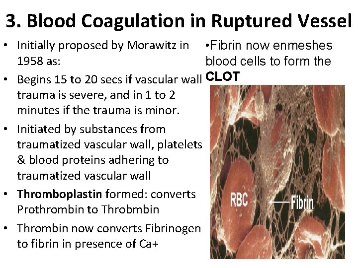 3. Blood Coagulation in Ruptured Vessel • Initially proposed by Morawitz in • Fibrin