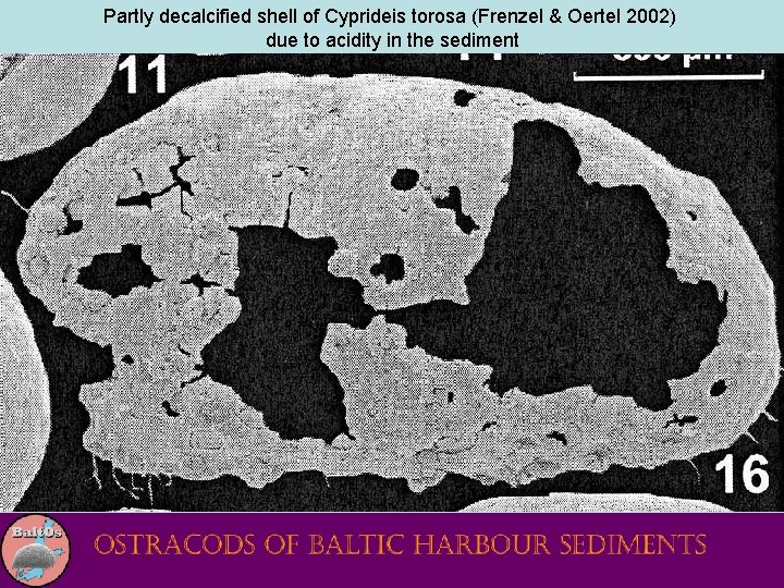 Partly decalcified shell of Cyprideis torosa (Frenzel & Oertel 2002) due to acidity in