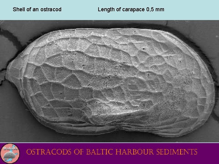 Shell of an ostracod Length of carapace 0, 5 mm 
