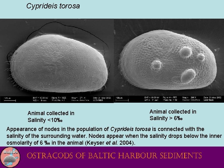 Cyprideis torosa Animal collected in Salinity <10‰ Animal collected in Salinity > 6‰ Appearance
