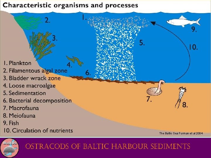 The Baltic Sea Furman et al 2004 