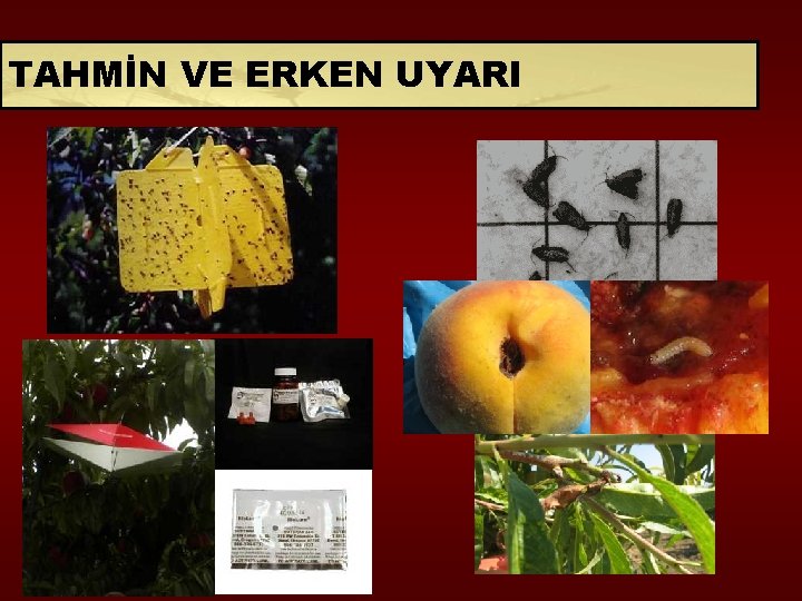 TAHMİN VE ERKEN UYARI 