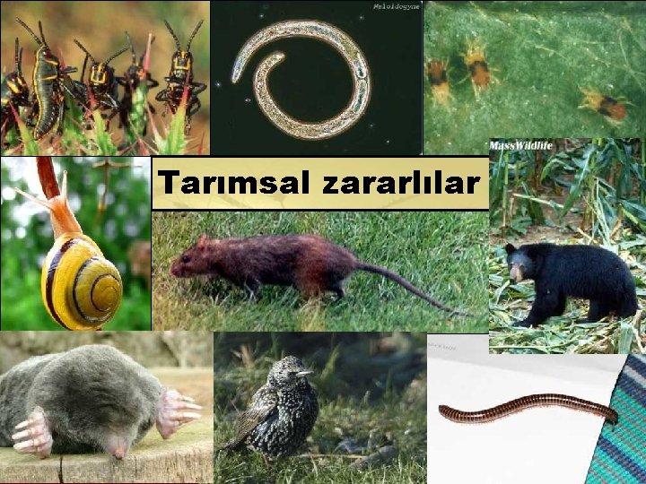 Tarımsal zararlılar 