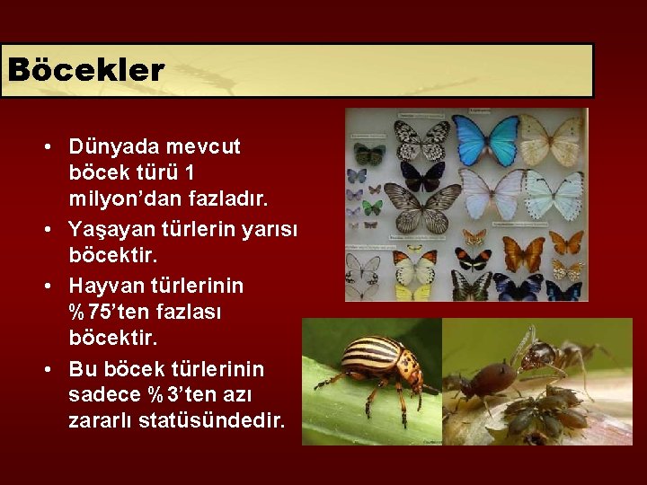 Böcekler • Dünyada mevcut böcek türü 1 milyon’dan fazladır. • Yaşayan türlerin yarısı böcektir.