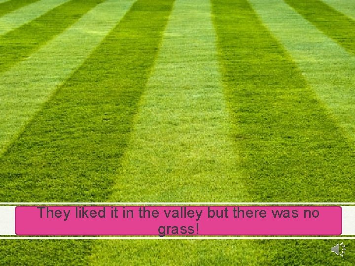 They liked it in the valley but there was no grass! 