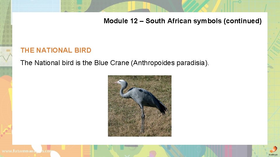Module 12 – South African symbols (continued) THE NATIONAL BIRD The National bird is